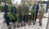 کاشت نهال همزمان با هفته درختکاری در فضای سبز مرکز آموزشی درمانی نقوی